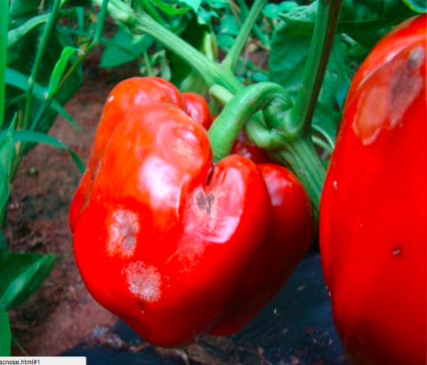 Frozen Broken Red Bell Pepper